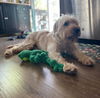 Henry