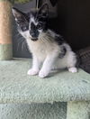 Cookies N Cream BONDED with Felix