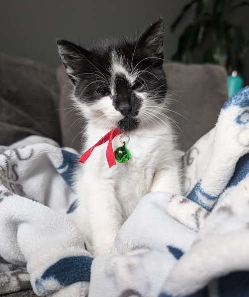 Cookies N Cream BONDED with Felix