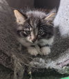 Macchiato