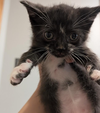 Nimbus
