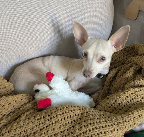 Dolly