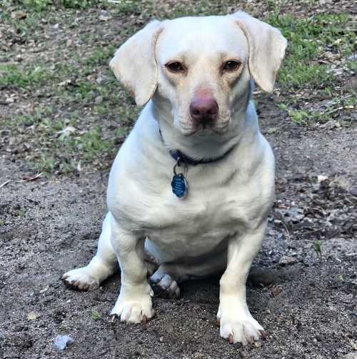 Lynn, an adoptable Basset Hound in Brooklyn Center, MN