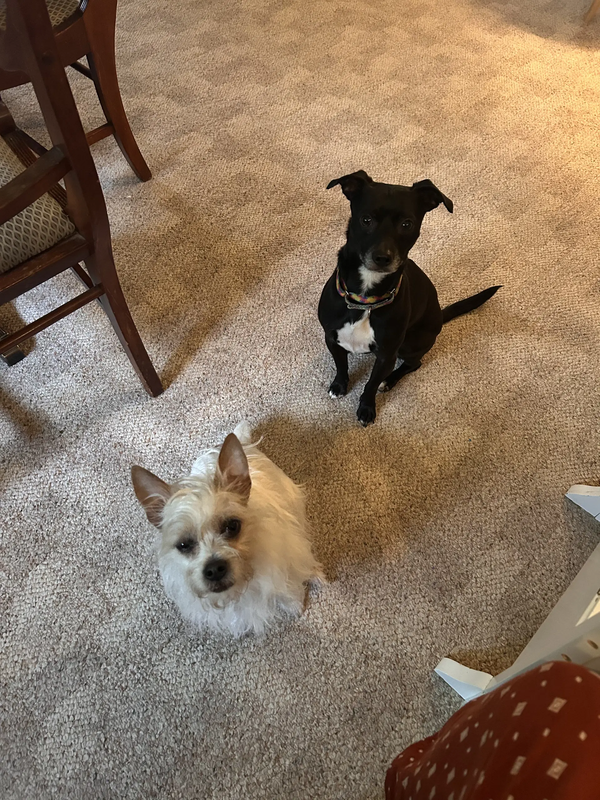 Zoe image 4