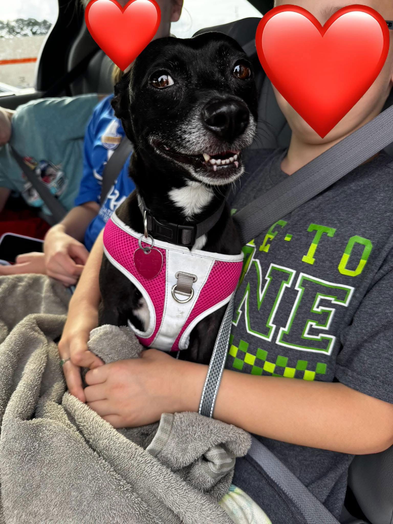 adoptable Dog in Minneapolis, MN named Zoe