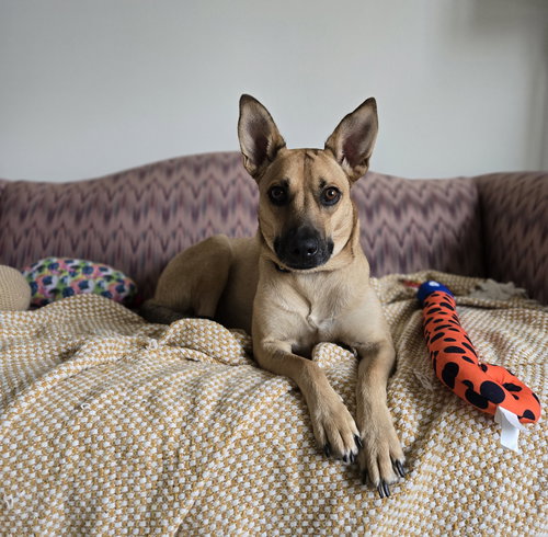 picture of the dog needing adoption