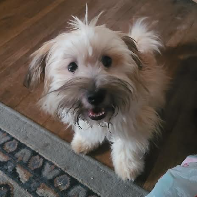 Pudgie