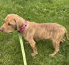 Gidget