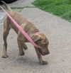 Gidget