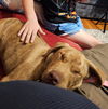 Gidget