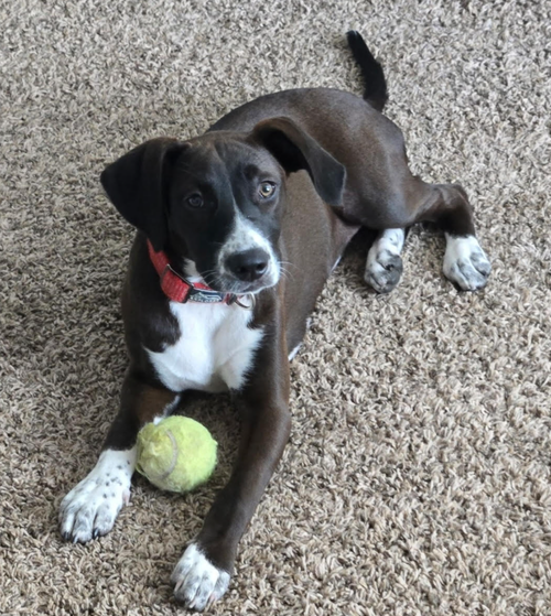Korra