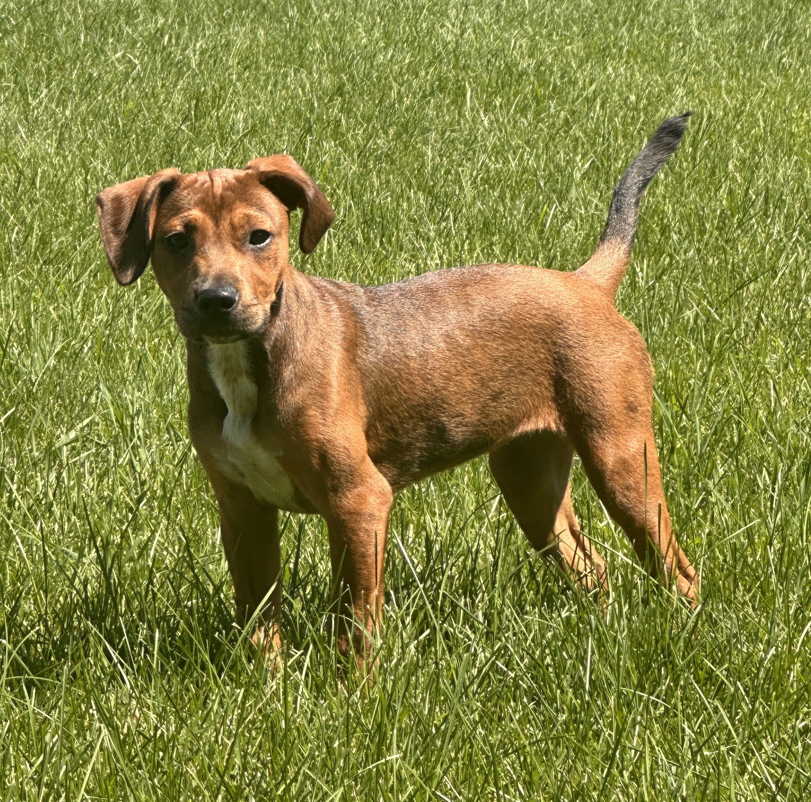 adoptable Dog in Minneapolis, MN named Lela