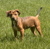 adoptable Dog in , MN named Lela