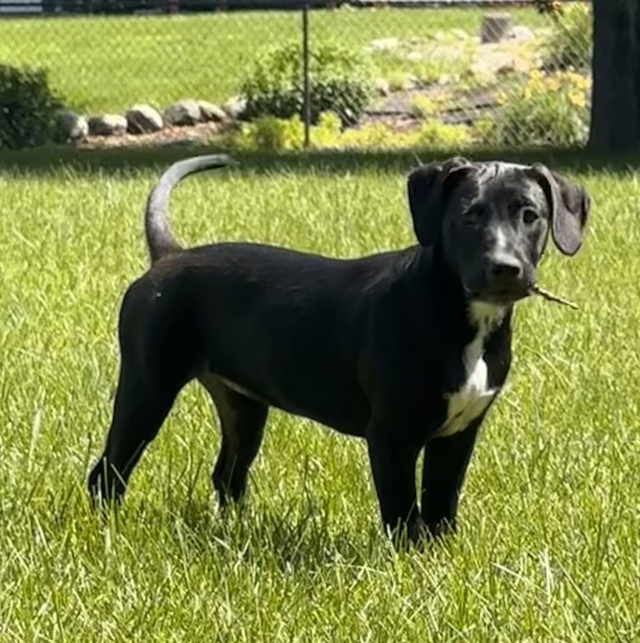 adoptable Dog in Minneapolis, MN named Gwendolyn