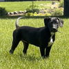 adoptable Dog in minneapolis, MN named Gwendolyn