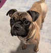Ringo