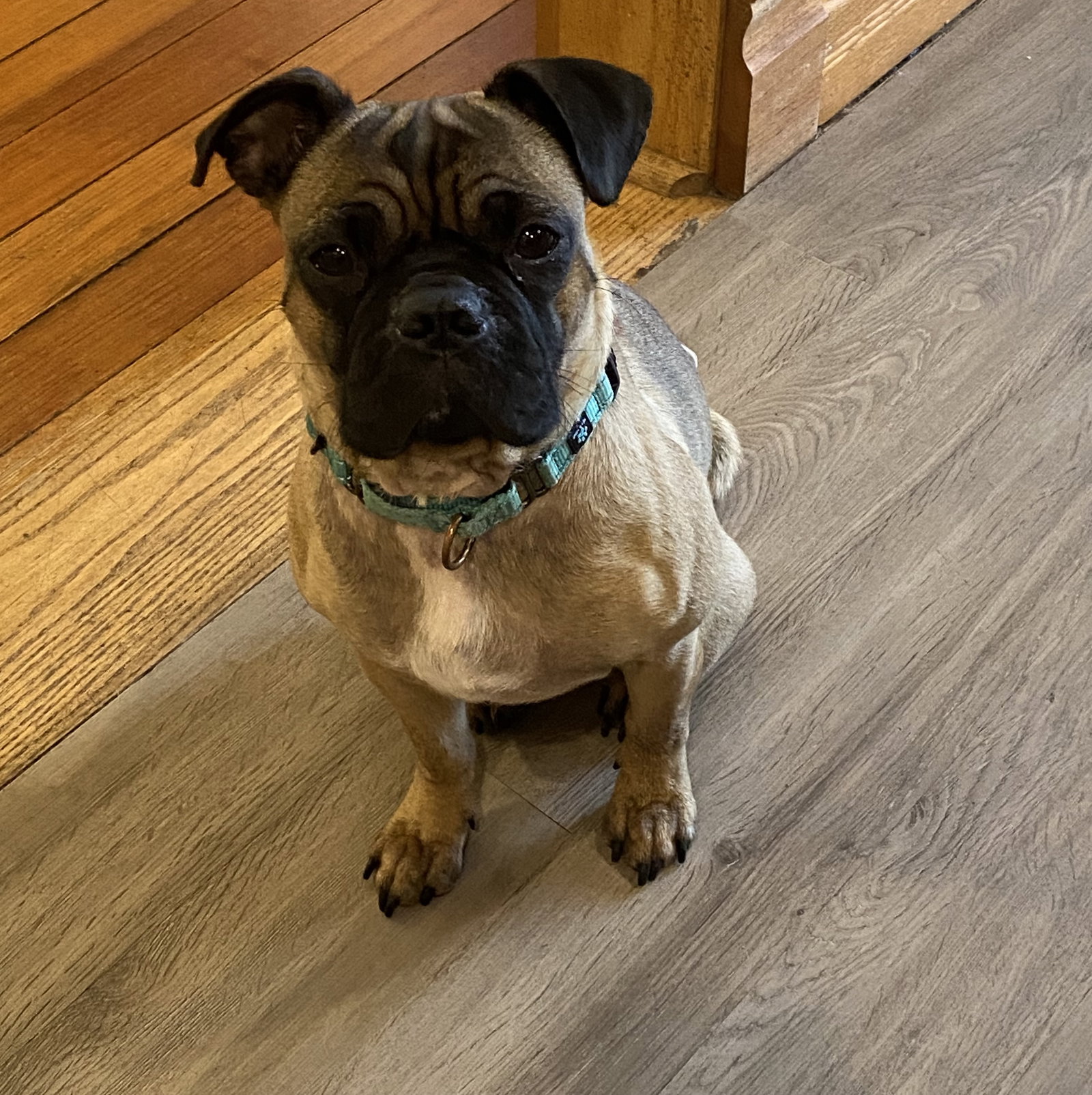 Ringo