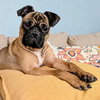 Ringo - Photo 1