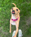 Maggie