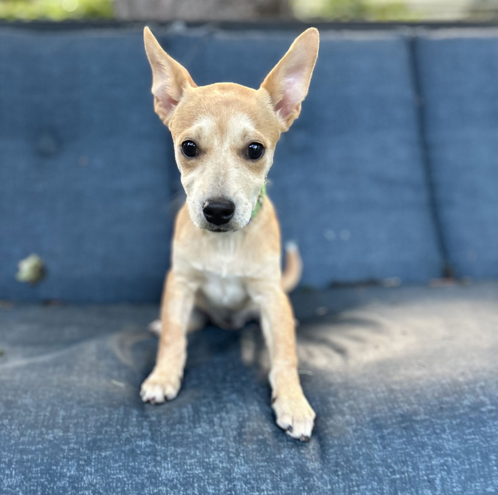 adoptable Dog in Minneapolis, MN named Guerita