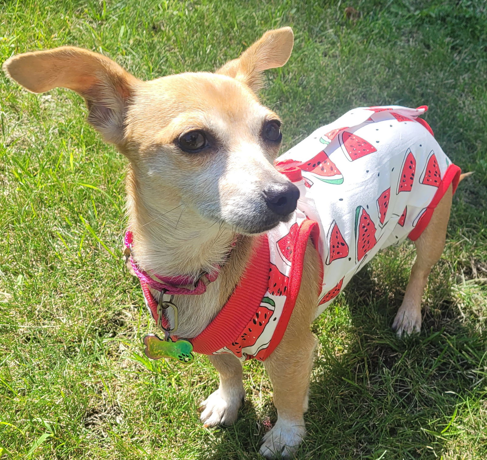 adoptable Dog in Minneapolis, MN named Nelly