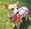 adoptable Dog in minneapolis, MN named Nelly