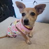 adoptable Dog in , MN named Nelly
