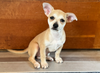 adoptable Dog in , MN named Pea Pod