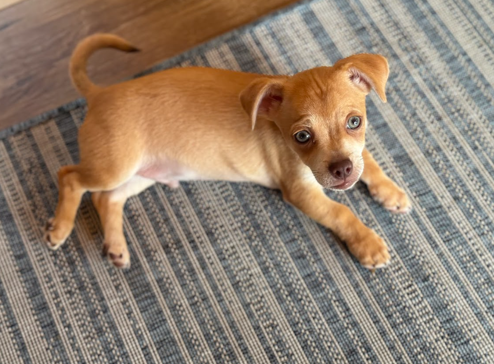 adoptable Dog in Minneapolis, MN named Niblet