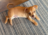adoptable Dog in , MN named Niblet