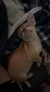 Niblet