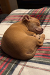 Niblet