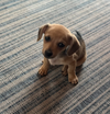 adoptable Dog in , MN named Micro