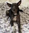 adoptable Dog in , MN named Shadow