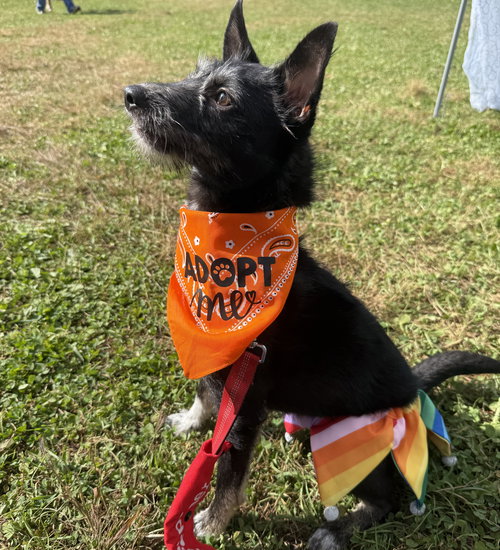 picture of the dog needing adoption