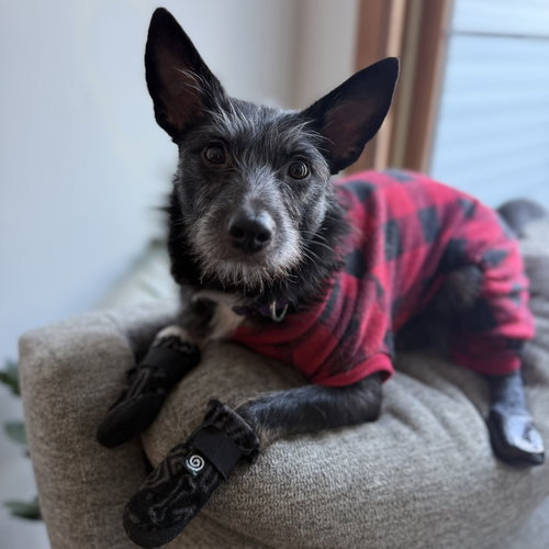 picture of the dog needing adoption
