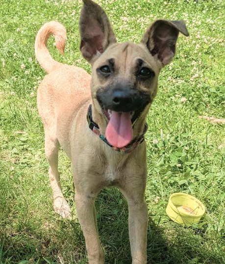 adoptable Dog in Minneapolis, MN named Donna
