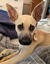adoptable Dog in  named Donna