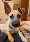 adoptable Dog in , MN named Donna