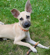 adoptable Dog in minneapolis, MN named Panque