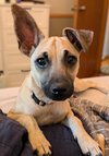 adoptable Dog in  named Panque