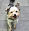adoptable Dog in , MN named Coco