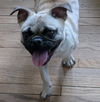 Mollie Marie