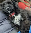 adoptable Dog in , MN named Austin