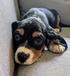 adoptable Dog in , MN named Lottie