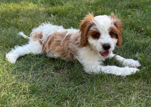 adoptable Dog in Minneapolis, MN named Memphis