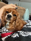 Callie Sue
