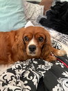 Callie Sue
