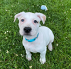 adoptable Dog in  named Rebel