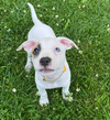 adoptable Dog in  named August